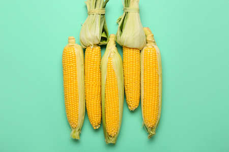 Fresh corn cobs on color backgroundの写真素材