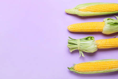 Fresh corn cobs on color background, closeup
