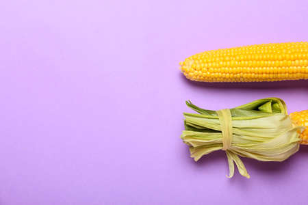 Fresh corn cobs on color background, closeup