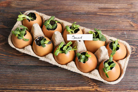 Tag with word SEED and young plants in eggshells on wooden backgroundの写真素材