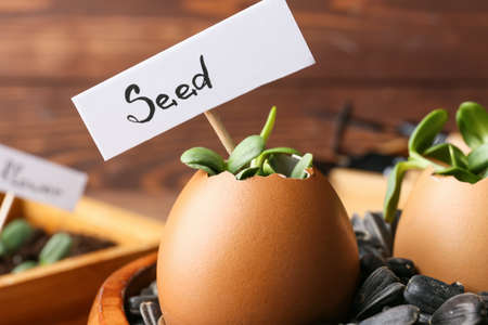 Tag with word SEED and young plants in eggshells on wooden background, closeup