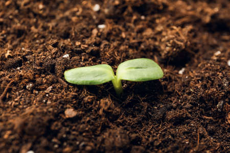 Green seedling growing in garden outdoors