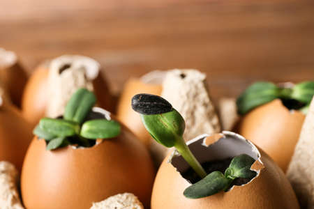 Eggshells with green seedlings, closeup