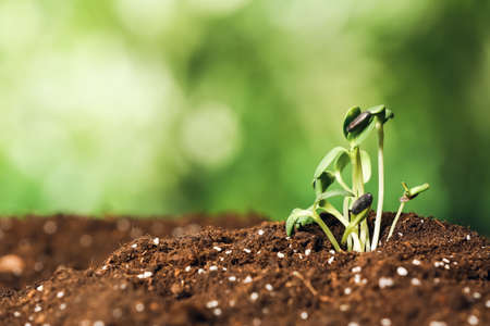 green seedlings growing in garden