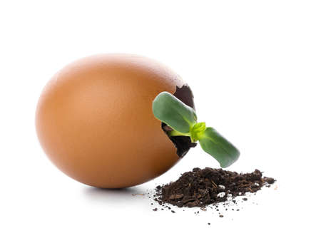 Green seedling in eggshell with heap of soil isolated on white background