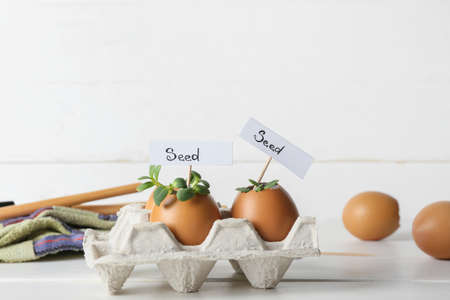 Tags with word SEED and young plants in eggshells on white wooden background