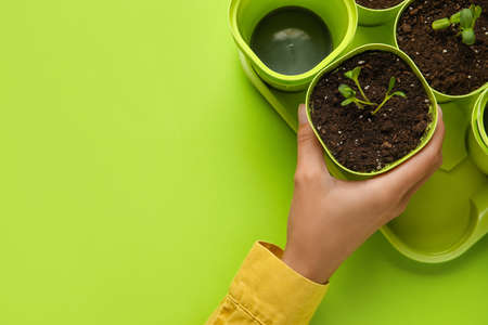 Woman taking flower pot from tray on color background, closeup
