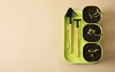 Flower pots with seedlings and gardening tools on beige background