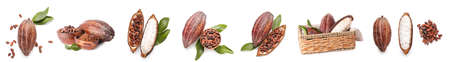 Set of fresh cocoa fruits isolated on white