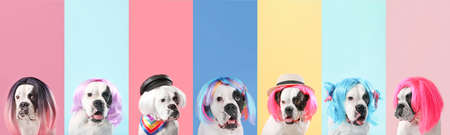 Collage with funny dog in different wigs on colorful background