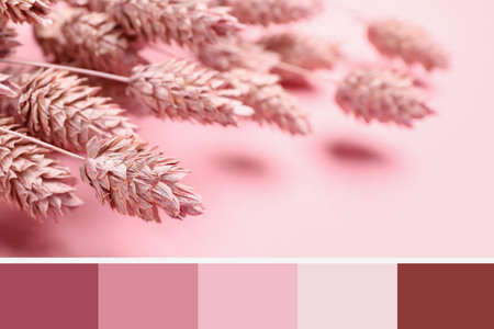 Beautiful dry branches on pink background, closeup. different color patterns