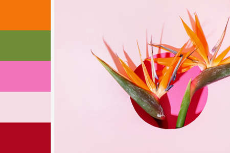Beautiful strelitzia flowers on light pink background. different color patternsの写真素材