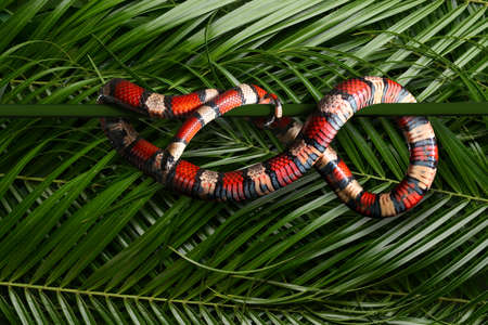 Red king snake against green palm leaves