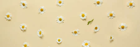 Beautiful chamomile flowers on light color background. banner design