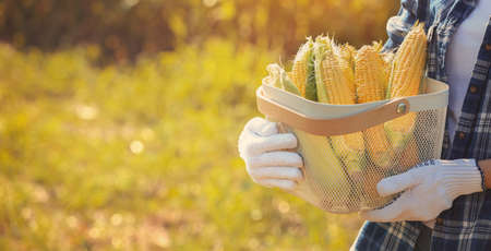 Female farmer with basket of ripe corn cobs outdoors, closeupの写真素材