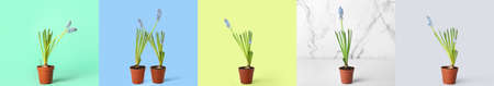 Set of pots with blooming Muscari plants on colorful background