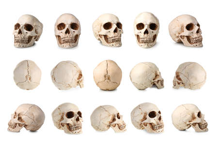 Set of human skulls isolated on whiteの写真素材