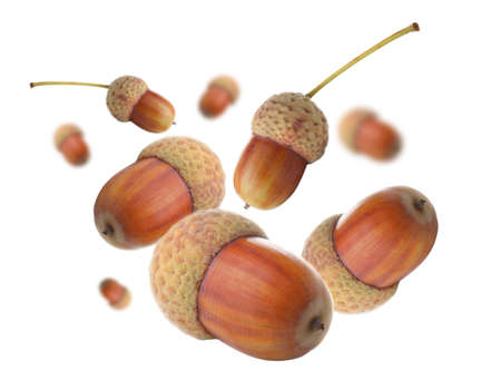 Many flying acorns on white background