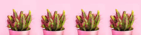 Green cacti on pink background