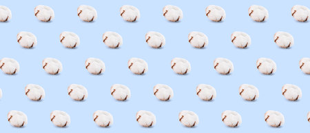 Many cotton flowers on light blue background. pattern for designの写真素材