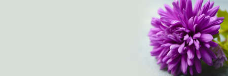 Beautiful aster flower on light background with space for text