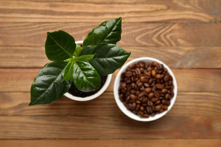 Young coffee tree and bowl of beans on wooden backgroundの写真素材