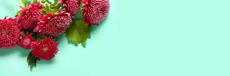 Beautiful aster flowers on color background with space for text