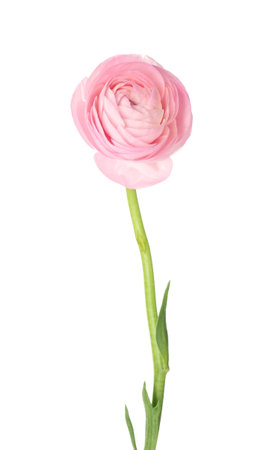 Pink ranunculus flower isolated on white background, closeup