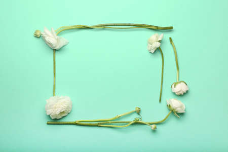 Frame made of beautiful ranunculus flowers on color background