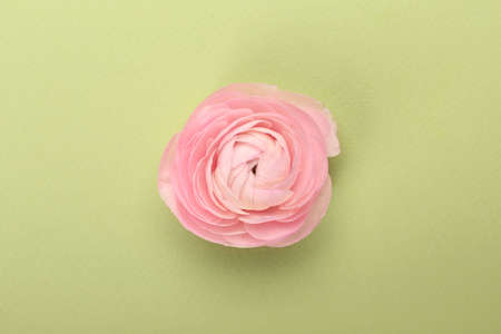 Delicate ranunculus flower on green background