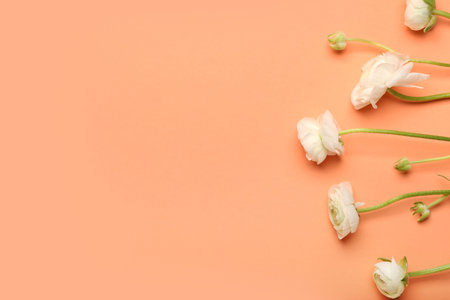 Delicate ranunculus flowers on color background, closeup