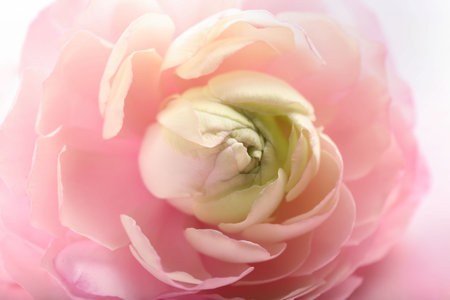 Beautiful pink ranunculus flower, closeupの写真素材