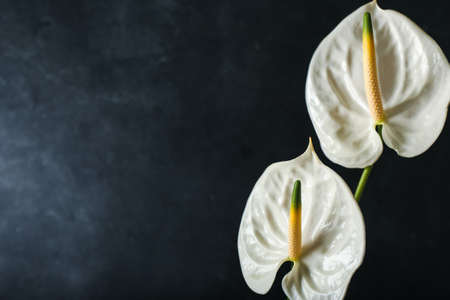 Beautiful anthurium flowers on dark backgroundの写真素材