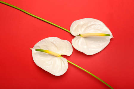 Beautiful anthurium flowers on red background