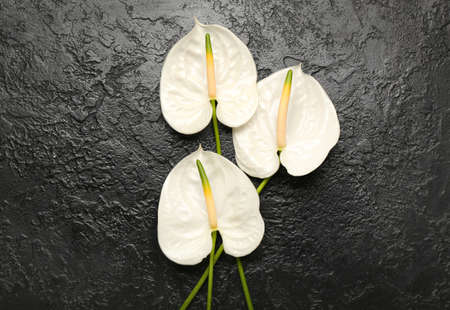 Beautiful anthurium flowers on dark backgroundの写真素材