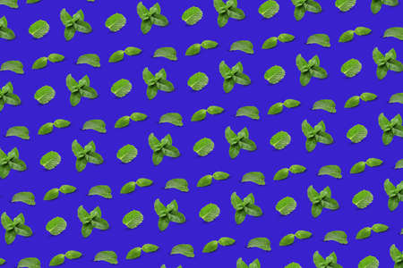 Many mint leaves on blue background. pattern for designの写真素材