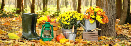 Set of gardening tools and flowers in autumn parkの写真素材