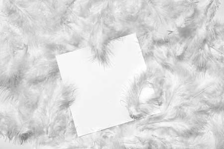 Blank card and beautiful white feathers as backgroundの写真素材