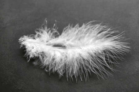 Beautiful feather on dark backgroundの写真素材