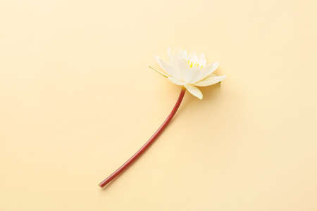 Beautiful lotus flower on color backgroundの写真素材