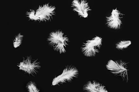 Beautiful feathers on dark background