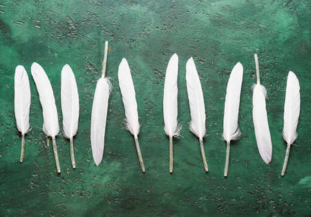 Beautiful white feathers on green background