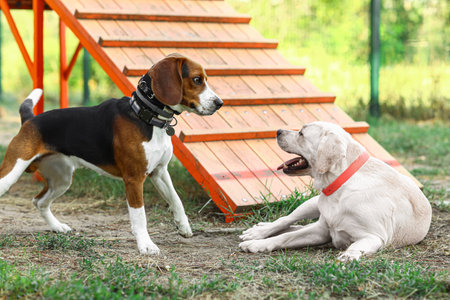Cute Labrador and Beagle dogs in training area outdoors