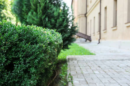 green bushes in beautiful parkの写真素材