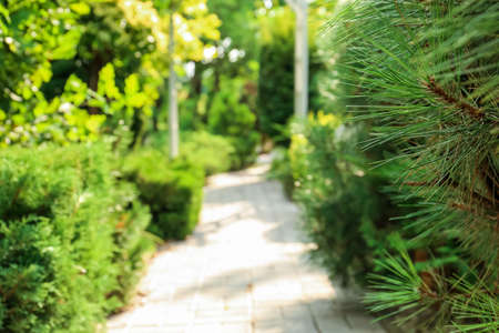 Alley in beautiful green park, blurred view