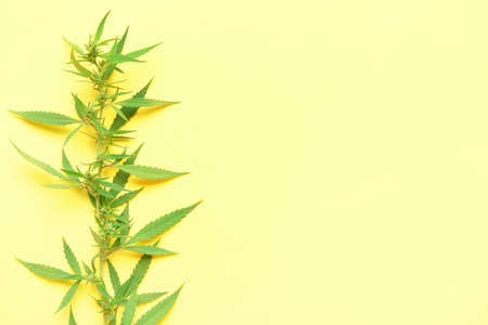 Cannabis bush on yellow background, closeupの写真素材