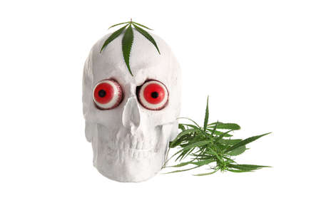 human skull with hemp leaves on white backgroundの写真素材