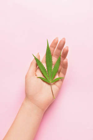 Female hand with cannabis leaf on pink background