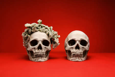 human skulls on color background