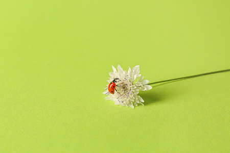 Beautiful flower and ladybug on green backgroundの写真素材